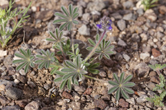 Lupinus brevicaulis