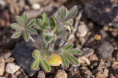 Lupinus brevicaulis