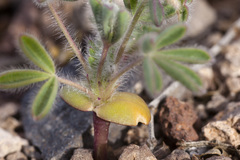 Lupinus brevicaulis