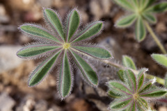 Lupinus brevicaulis