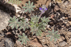 Lupinus brevicaulis
