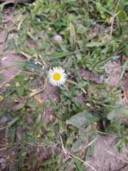 Erigeron longipes