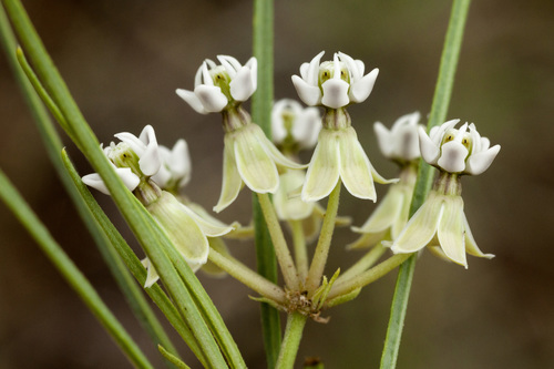 horsetail milkweed