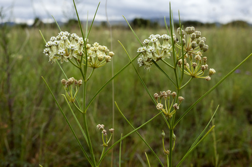 horsetail milkweed