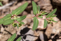 Euphorbia rayturneri