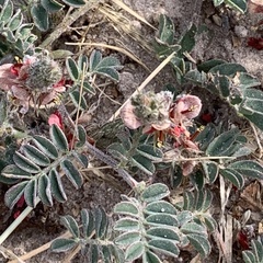 Indigofera daleoides image