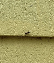 Diplazon laetatorius