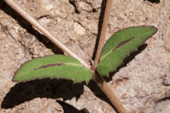 Euphorbia rayturneri