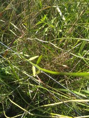 Solanum amygdalifolium