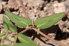 Euphorbia rayturneri