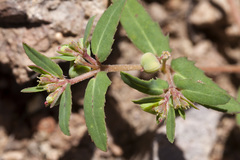 Euphorbia rayturneri