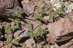 Euphorbia rayturneri