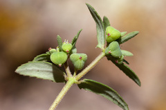 Euphorbia rayturneri