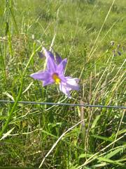 Solanum amygdalifolium