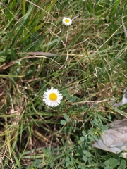 Erigeron longipes