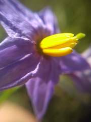 Solanum amygdalifolium