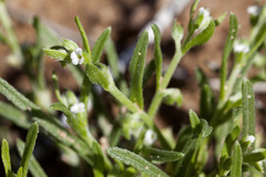 Pectocarya platycarpa