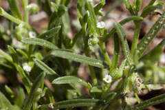 Pectocarya platycarpa