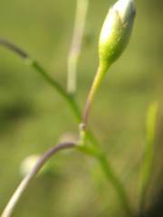 Solanum amygdalifolium