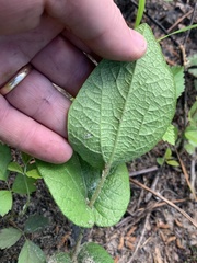 Aristolochia reticulata