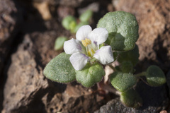 Phacelia neglecta