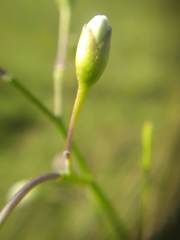 Solanum amygdalifolium