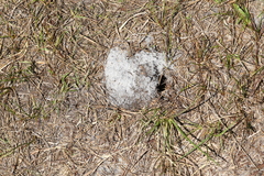 Peltotrupes profundus