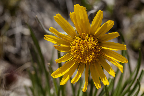 Brandegee's four-nerve daisy (Tetraneuris brandegeei)