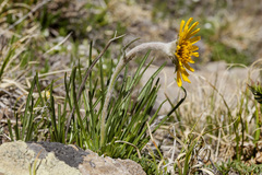 Hymenoxys brandegeei