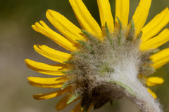 Hymenoxys brandegeei