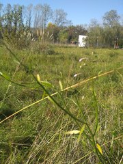 Solanum amygdalifolium
