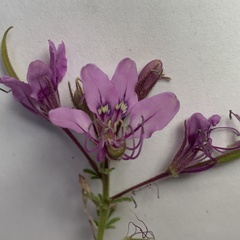Cleome hirta