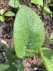 Aristolochia reticulata