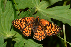 Chlosyne palla flavula