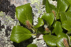 Salix nivalis