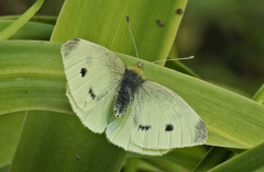 Pieris rapae