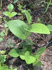 Aristolochia reticulata