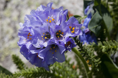 Polemonium confertum