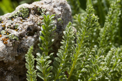 Polemonium confertum