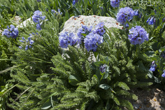 Polemonium confertum