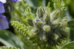 Polemonium confertum