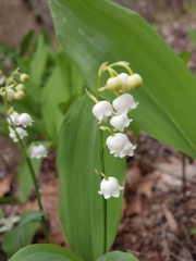 Convallaria pseudomajalis