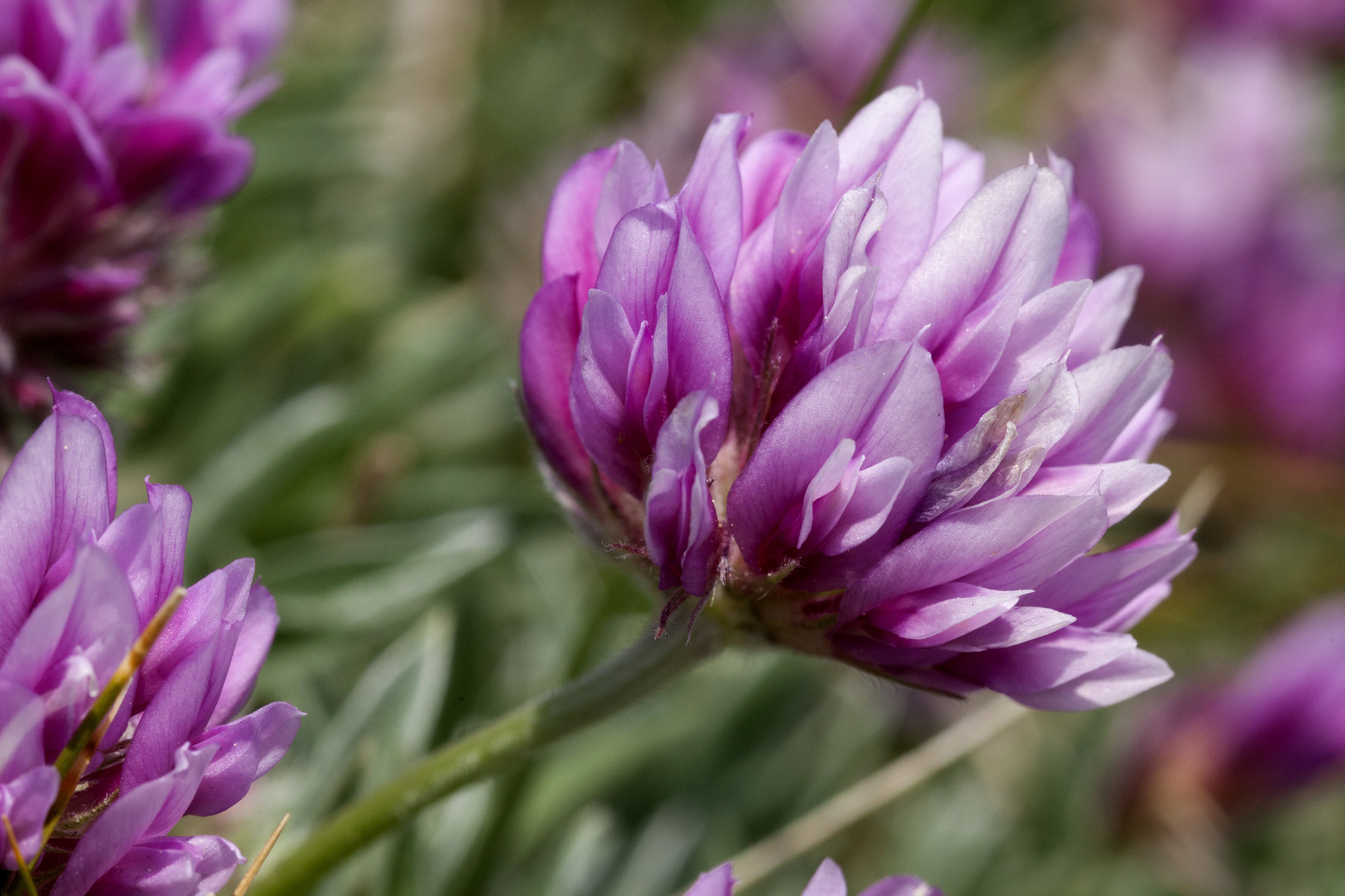 Trifolium attenuatum