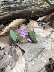 Claytonia caroliniana