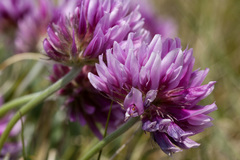 Trifolium attenuatum