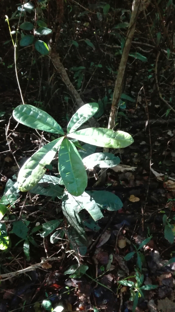 flowering plants from uMhlanga Lagoon Nature Reserve on May 02, 2021 at