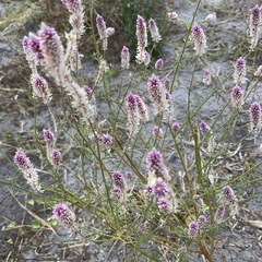 Hermbstaedtia odorata