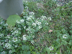 Pachyphragma macrophyllum