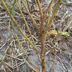 Hermbstaedtia odorata