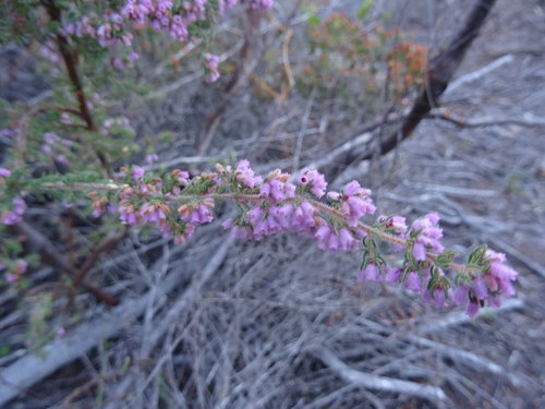 Image of Erica parviflora by (c) Paul Hoekman, some rights reserved (CC BY)